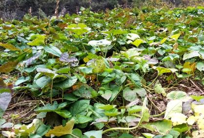 冬季果樹(shù)再也不怕發(fā)生